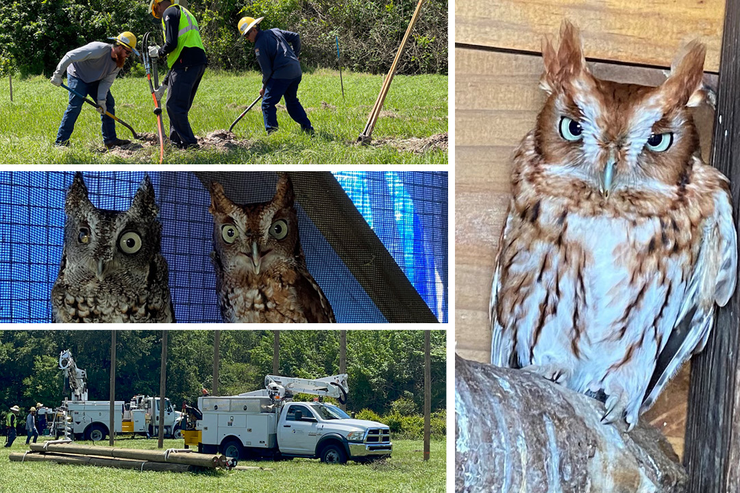 HOO gets help from Tampa Electric? Owls and other birds of prey! 