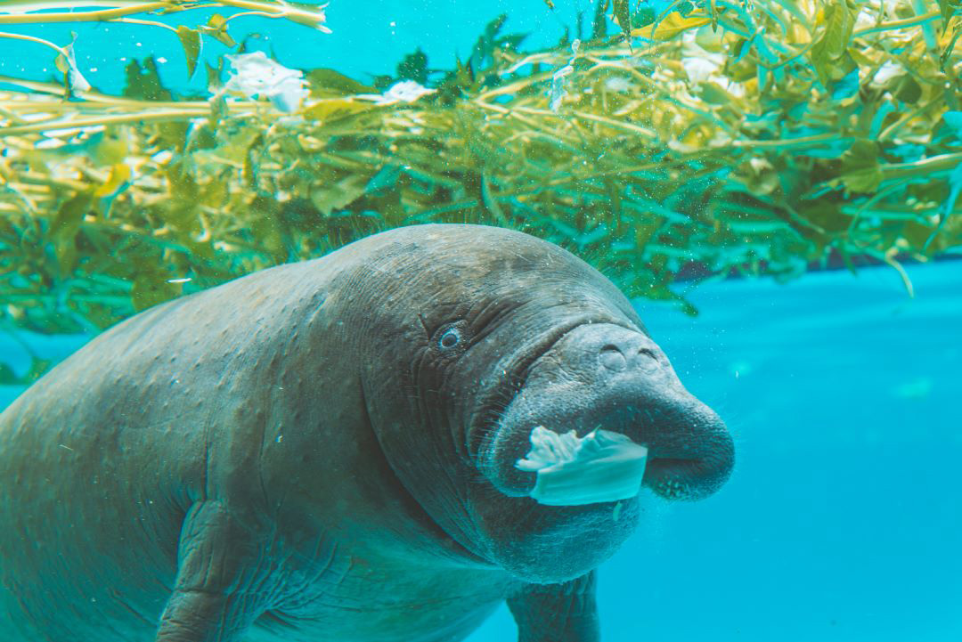 We’re crazy about Manatees!
