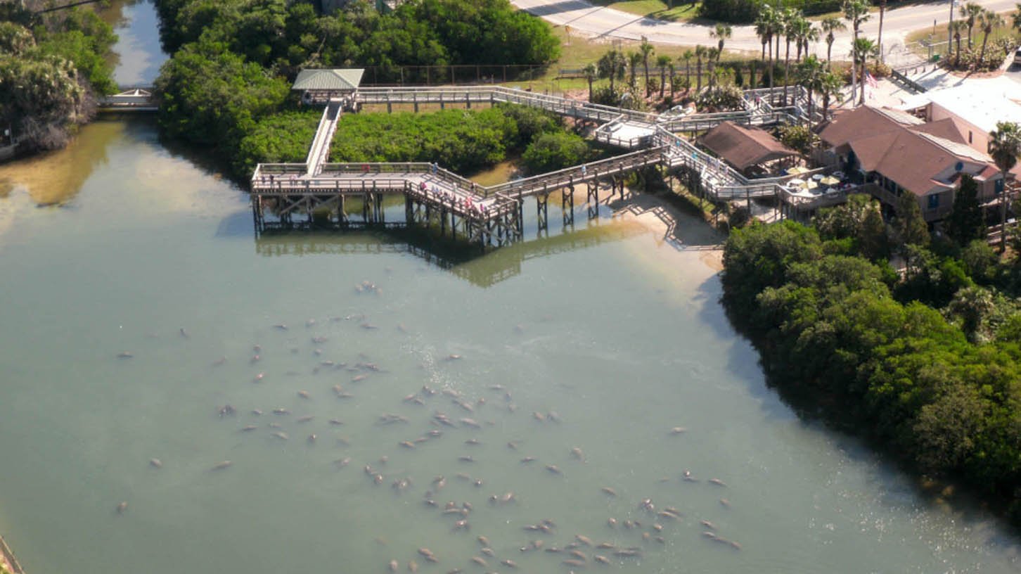Manatees gather in water with people watching above from boardwalks